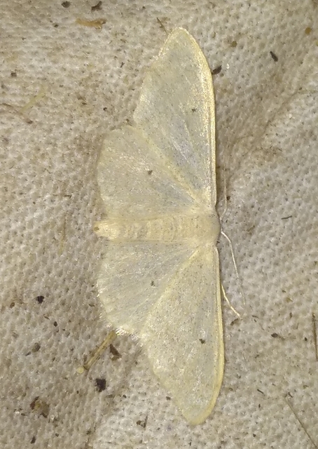 Idaea straminata - szalmasárga sávosaraszoló