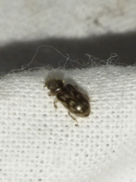 Heterocerus