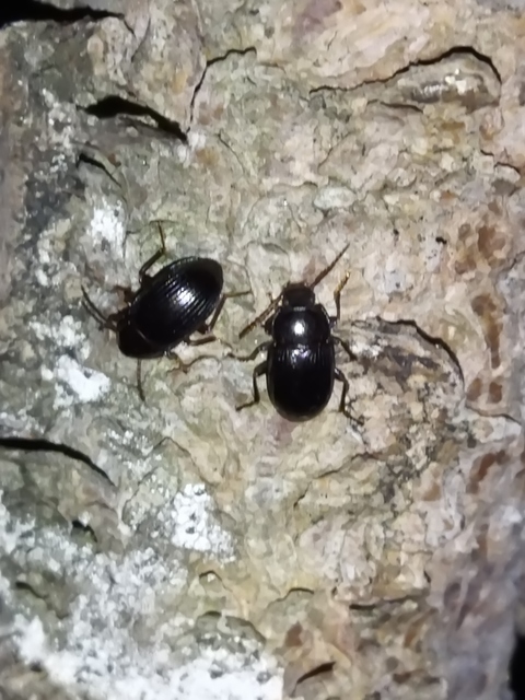 Nalassus dermestoides - rövidszárnyú gyászbogár