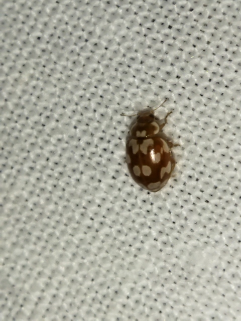 Myrrha octodecimguttata - tizennyolccseppes füsskata