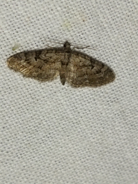 Eupithecia pusillata - lucfenyő-törpearaszoló
