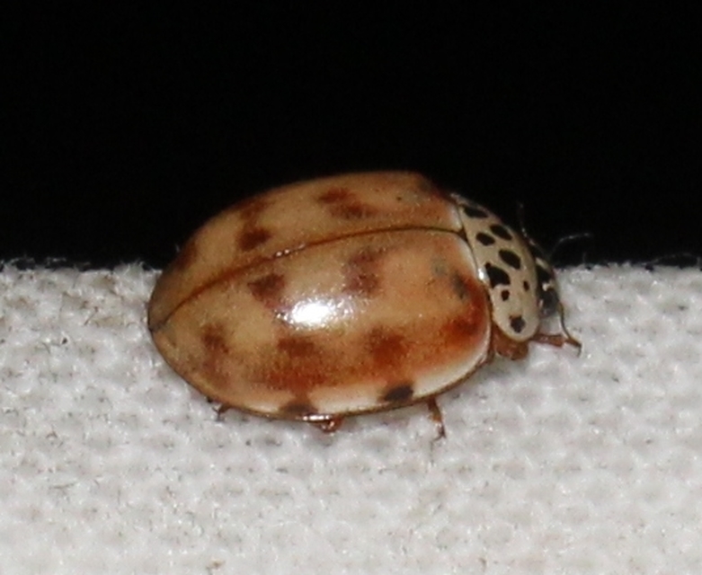 Harmonia quadripunctata - négypettyes katica