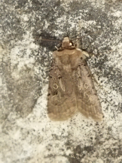 Chersotis rectangula - barna földibagoly