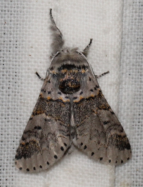 Furcula furcula - szürke púposszövő