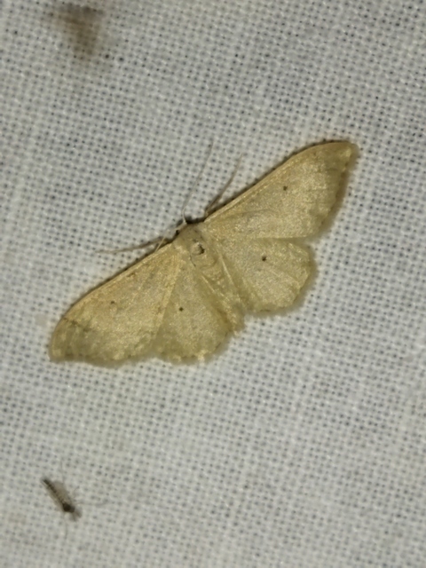 Idaea straminata - szalmasárga sávosaraszoló