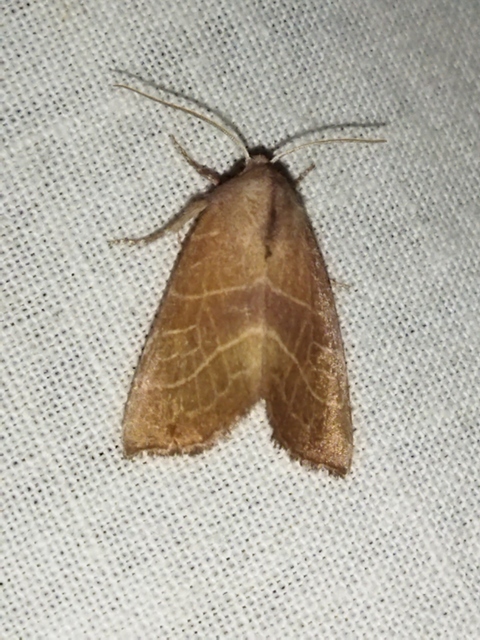 Atethmia ambusta - körtebagoly
