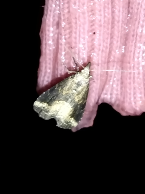 Schrankia costaestrigalis - keskenyszárnyú karcsúbagoly