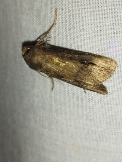 Agrotis ipsilon - nagy földibagoly