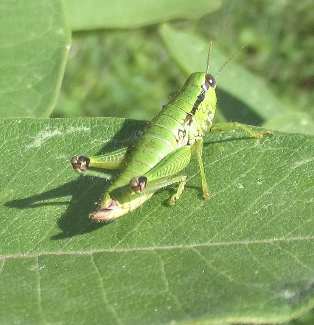 Odontopodisma decipiens - déli hegyisáska