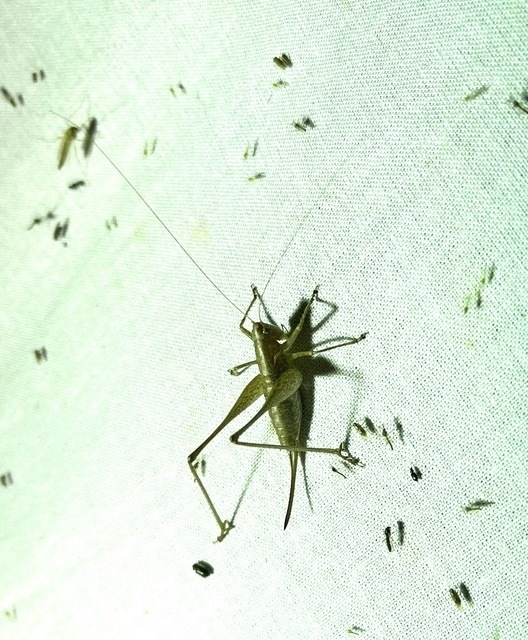 Rhacocleis germanica - német szöcske