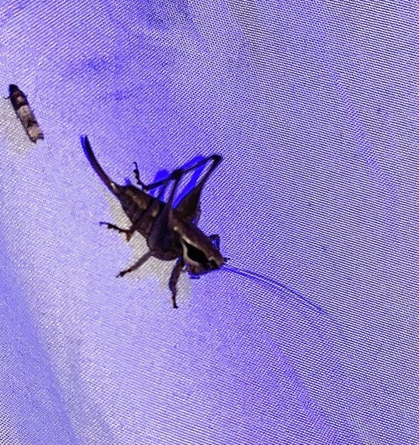 Pholidoptera fallax - galléros avarszöcske