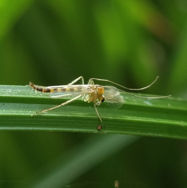 Chironominae