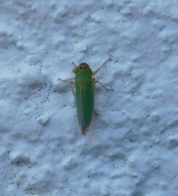 Cicadella viridis - méregzöld kabóca