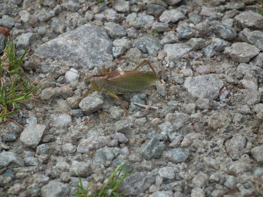 Tettigonia cantans - éneklő lombszöcske