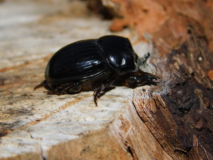 Copris lunaris - közönséges holdszarvú-ganéjtúró