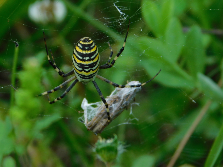Argiope bruennichi - darázspók