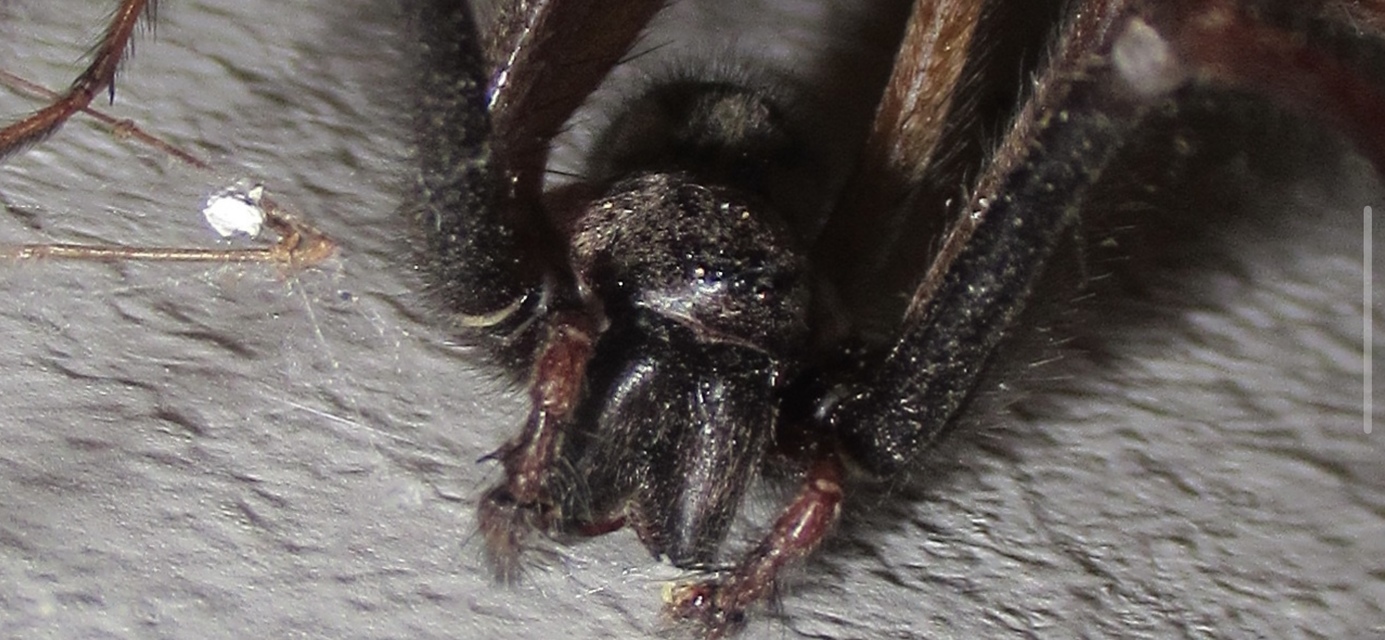 Eratigena atrica - nagy zugpók