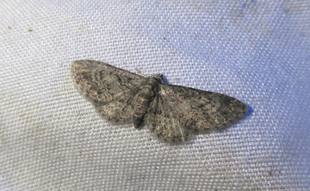 Eupithecia inturbata - juhar-törpearaszoló