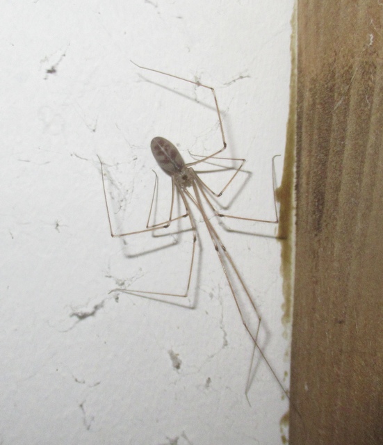 Pholcus phalangioides - nagy álkaszáspók Pholcus phalangioides - nagy álkaszáspók