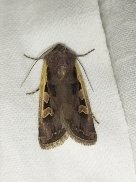 Euxoa hastifera pomazensis - szegélysávos földibagoly