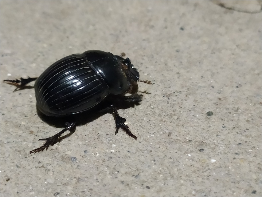 Copris lunaris - közönséges holdszarvú-ganéjtúró