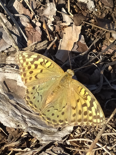 Argynnis pandora - zöldes gyöngyházlepke