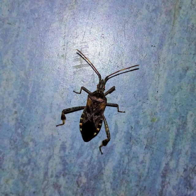 Leptoglossus occidentalis - nyugati levéllábú poloska