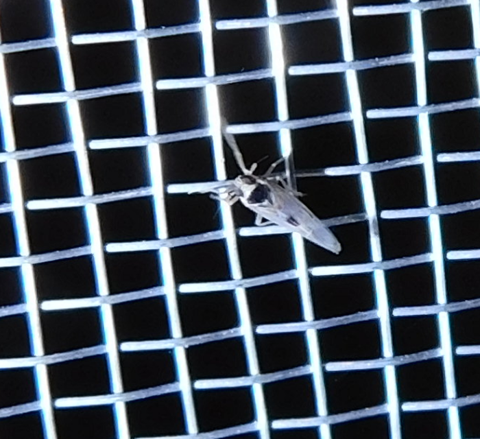 Laodelphax striatellus