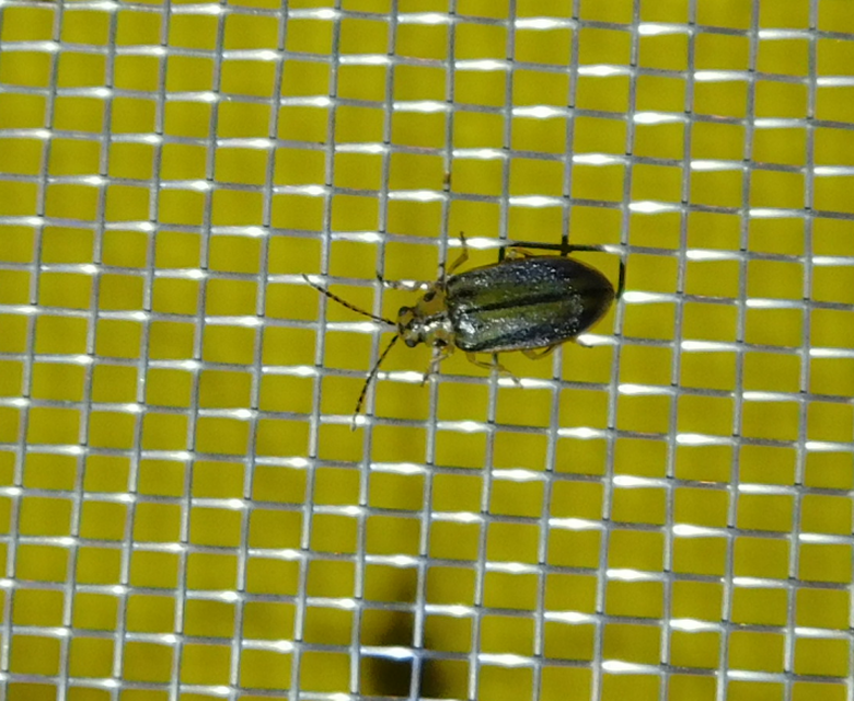 Xanthogalerucella luteola - szilfa-olajosbogár
