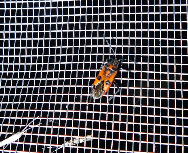Corizus hyoscyami - piros karimáspoloska