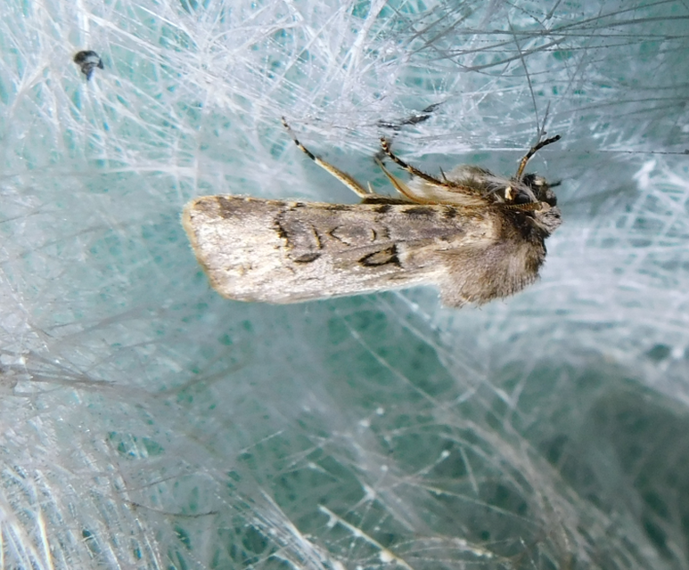 Agrotis bigramma - kétjegyű földibagoly