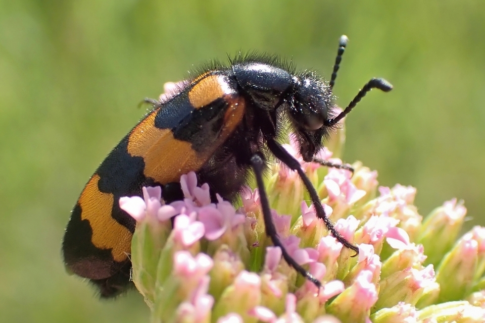 Mylabris variabilis - szalagos hólyaghúzó