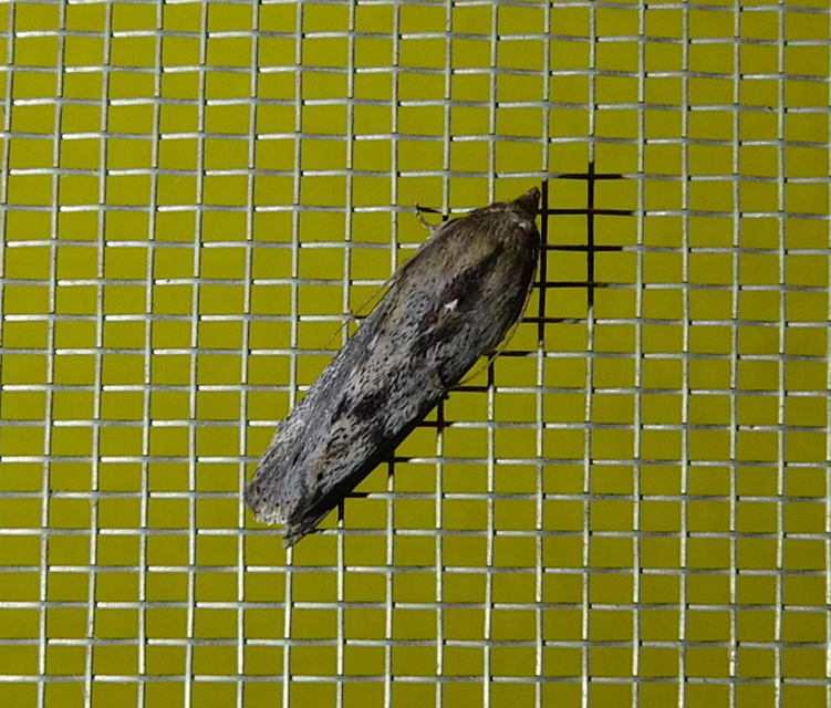 Galleria mellonella - nagy viaszmoly