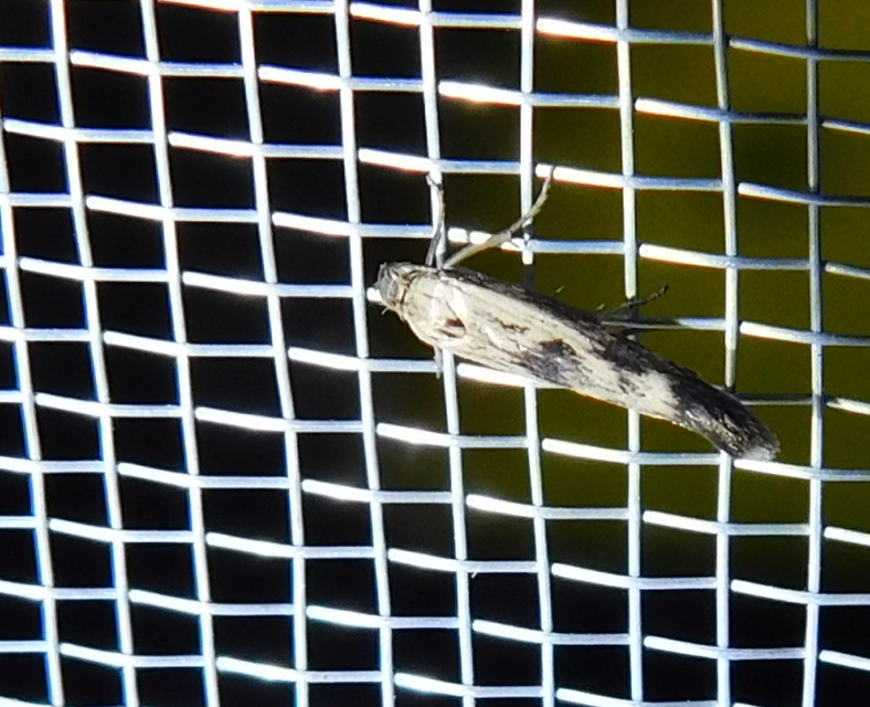Scythris limbella - parajfonó zöldmoly