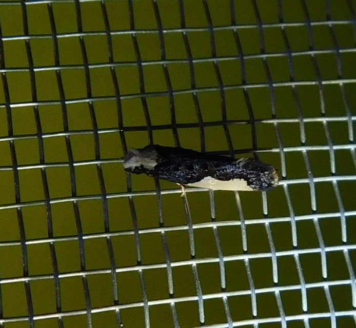 Monopis monachella - apácamoly