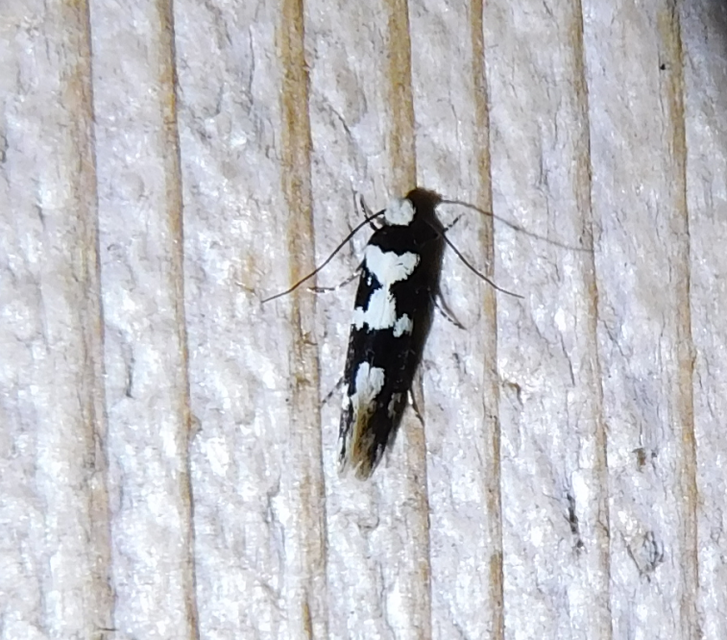 Neurothaumasia ankerella - magyarmoly