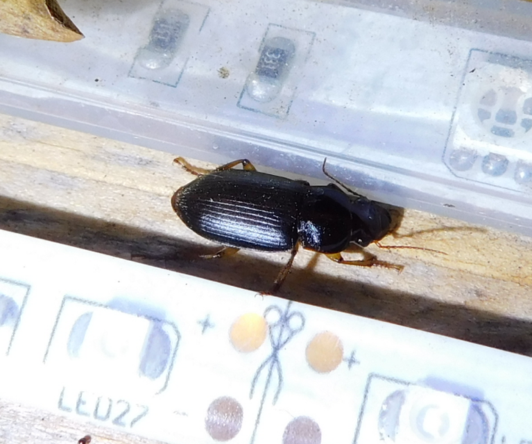 Harpalus griseus - kis selymesfutó