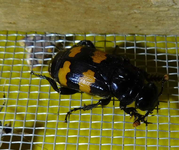 Nicrophorus interruptus - sárgaszőrű temetőbogár