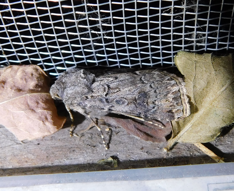 Agrotis bigramma - kétjegyű földibagoly