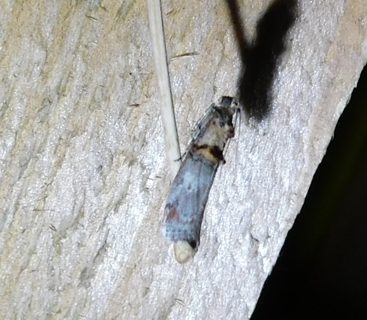 Trachonitis cristella - bokorrágó karcsúmoly