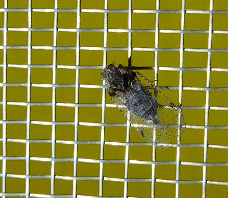 Cixiidae - recéskabócák