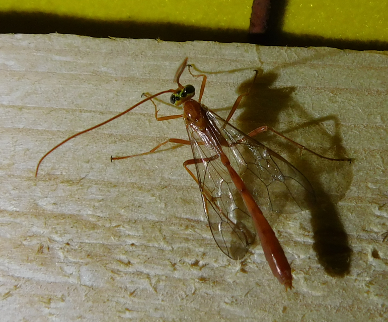 Ophion
