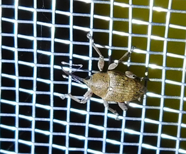 Curculio glandium - tölgymakkzsuzsóka