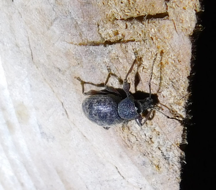 Otiorhynchus smreczynskii - zömök gyalogormányos