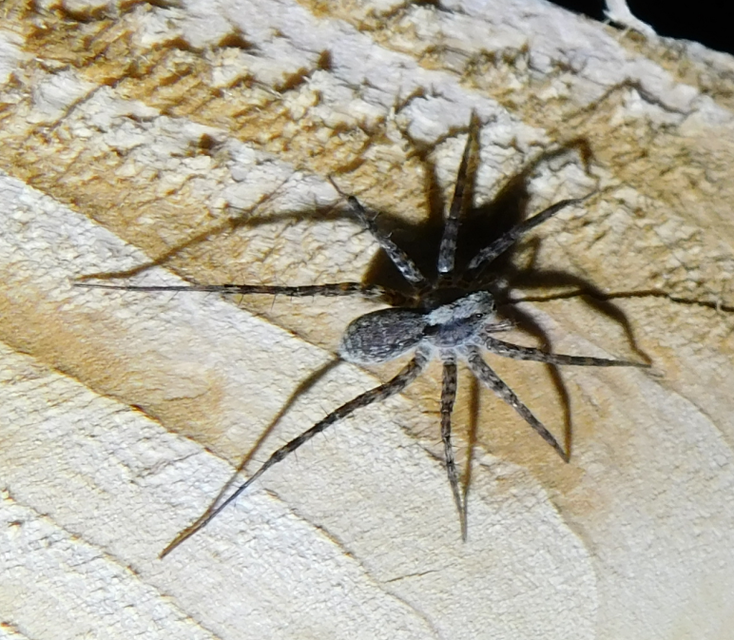 Pardosa