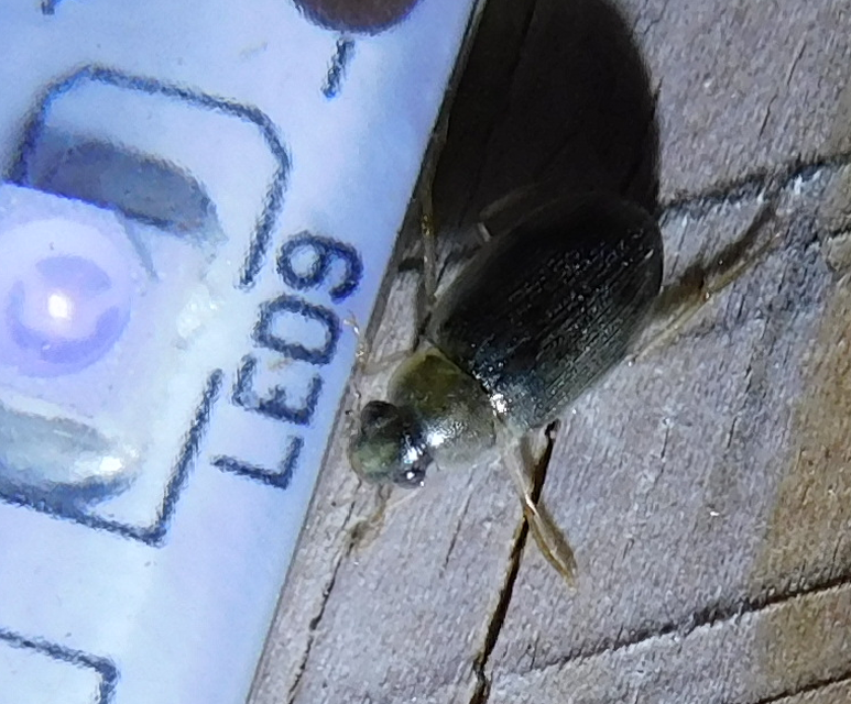 Berosus Berosus