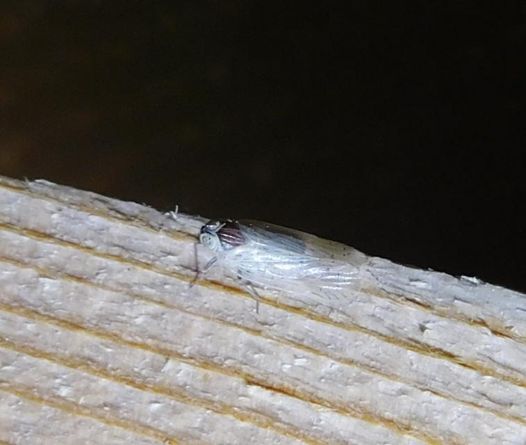 Cixiidae - recéskabócák