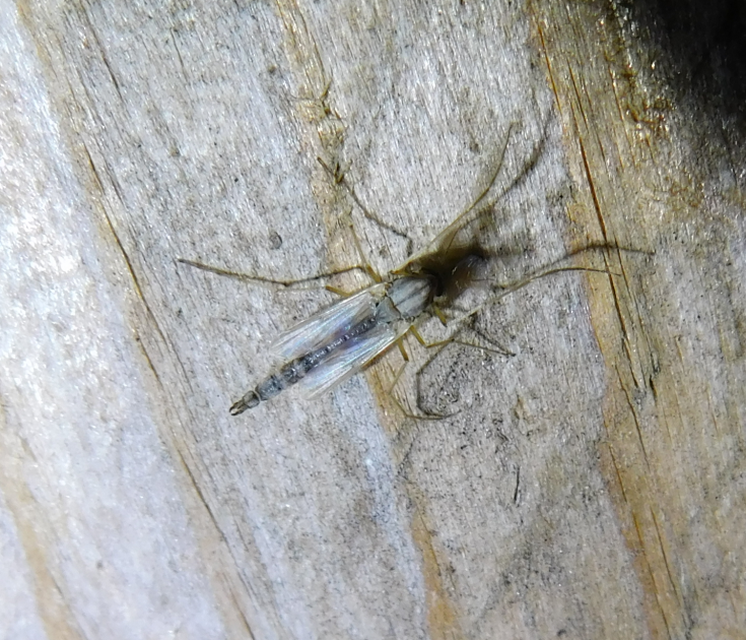 Chironomini