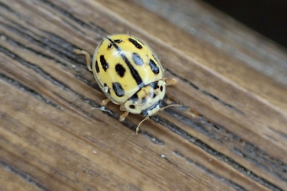 Propylea quatuordecimpunctata - tizennégypettyes füsskata