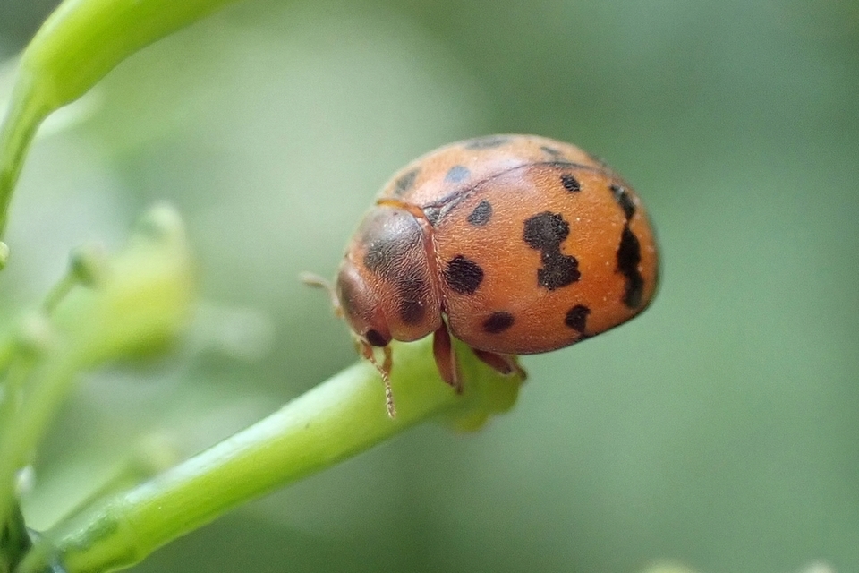 Subcoccinella vigintiquatuorpunctata - lucernaböde